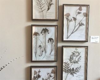 Five Herbarium pieces.....reproductions.