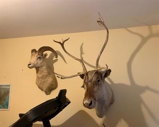 #14		Vintage Rams Sheeps Head Taxidermy	 $300.00 
#15		Shoulder Mount 10 point Real Antler Buck Taxidermy	 $75.00 
