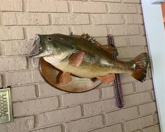 #42		Bass Fish Mount	 $60.00 
