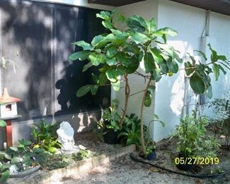 Lots of the plants are in planters and can be removed easily.