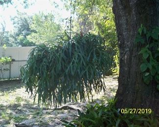VERY LARGE Stag Horn Fern. I will try to get a size comparison photo to show how large it is.