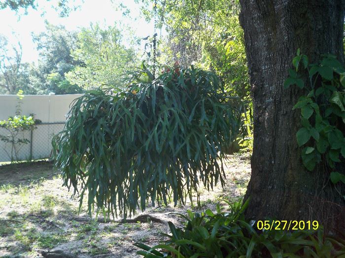 VERY LARGE Stag Horn Fern. I will try to get a size comparison photo to show how large it is.