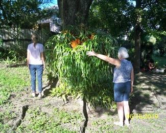 Just a picture to show you the size of the Stag horn Fern.