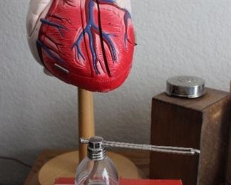 doctor's heart model
