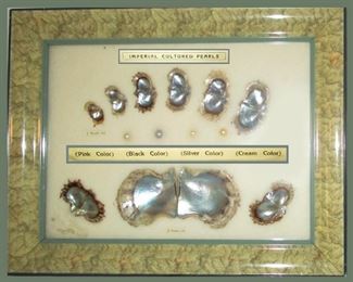 Shadow Box Style Frame Depicting the life cycle of Imperial cultured pearls from 1 month to 2 years 