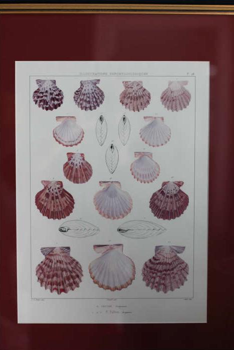 One of four beautiful seashell prints. Nice seashell collection too!