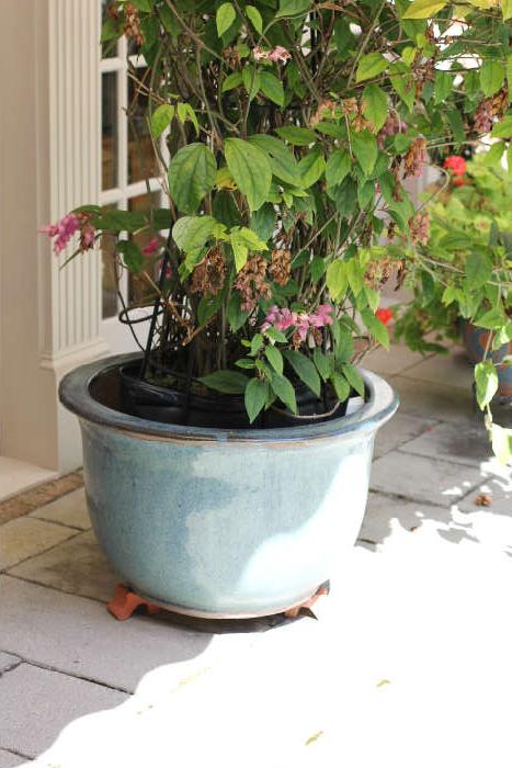 specimen-sized plant on patio