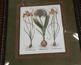 tbs framed iris and allium bulb print