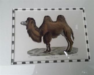 tbs framed doublematted camel