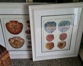 tbs sand dollar art