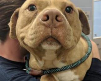 This is Huckleberry. He's a large male adult and he needs a home! Click here to see more angel babies in need of homes https://www.lifelineanimal.org/adopt-a-pet?species=dog