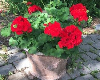 Planters with geraniums 