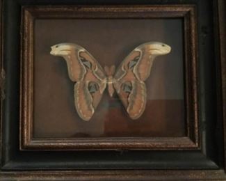 Atlas Moth