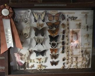 Entomologist check this out!