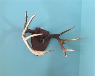 Pair of antique antlers