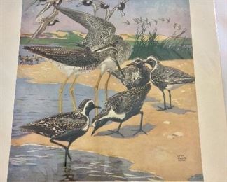 Dupont Poster, Shorebirds.