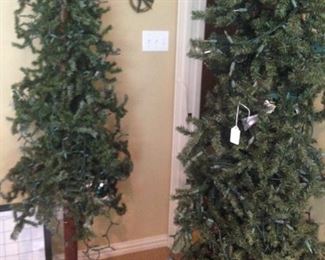Tall, slender Christmas trees