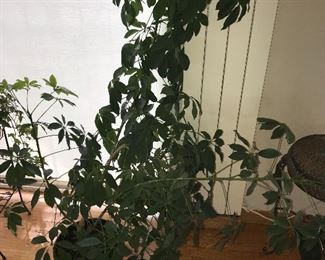 INDOOR PLANTS