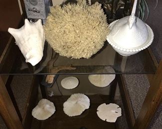 NAUTICAL DECOR SEASHELLS