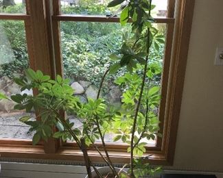 INDOOR PLANT