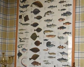 Framed Fish / Sea Life Posters