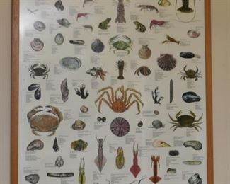 Framed Fish / Sea Life Posters