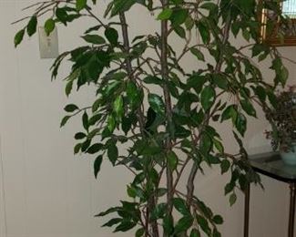 Silk Ficus Tree