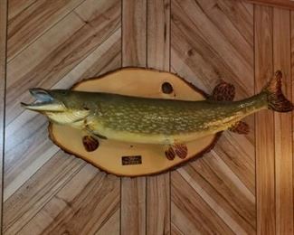 Wall mounted Pike fish.