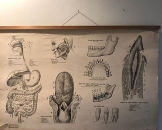 Vintage Educational Chart https://ctbids.com/#!/description/share/182198