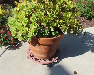 Large Jade Plant in Terracotta Planter