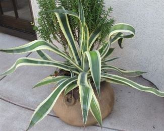 Potted Plant
