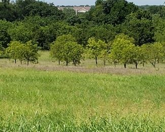 pecan trees (not for sale) just enjoy the scenery!