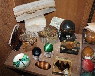 INDOOR, WING 2, LAST ROOM ON LEFT, Real Bat!/Ammonite/