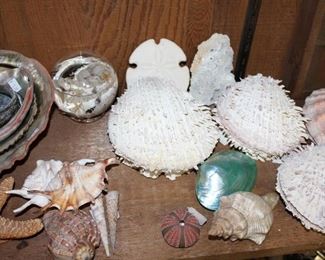 INDOOR, WING 2, LAST ROOM ON LEFT, spiny Clamshells