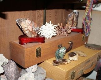 INDOOR, WING 2, LAST ROOM ON LEFT, Petrified wood