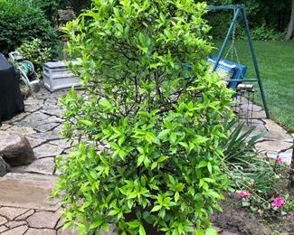 MANY LOVELY LIVE PLANTS