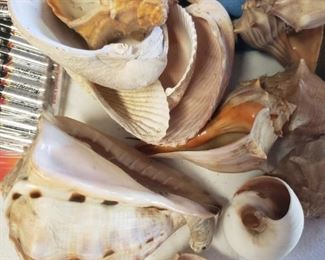 Shell Collection