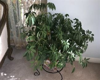 INDOOR PLANT