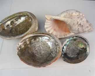Oyster Conch Shells
