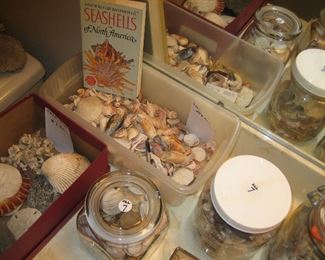 Seashells