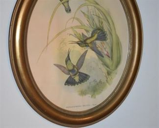 Oval Framed Art of Hummingbirds