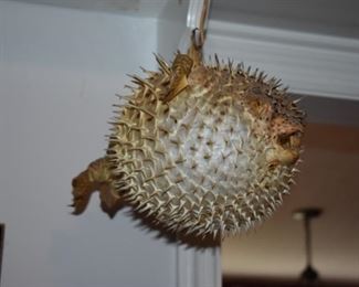 Great Example of a Puffer Fish