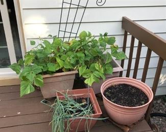 Green beans and Onions