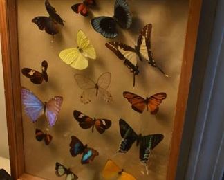 BUTTERFLY DISPLAY