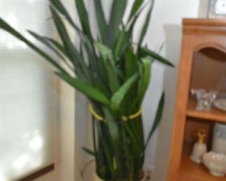 LIVE PLANT