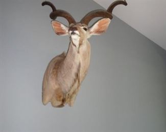 AFRICAN KUDU