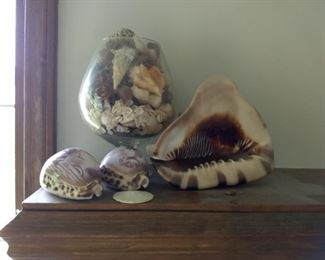 Part of a Huge Shell Collection
