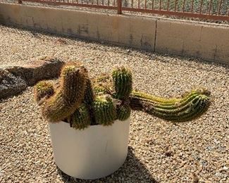 Many potted plants & cacti