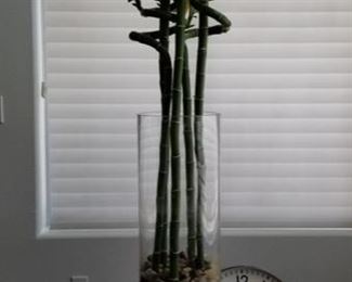Bamboo plant approx 4 ft tall