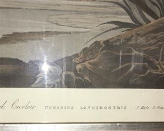 Antique engraving by J.J. Andubon, hand painted by R. Havell